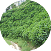 别墅園林